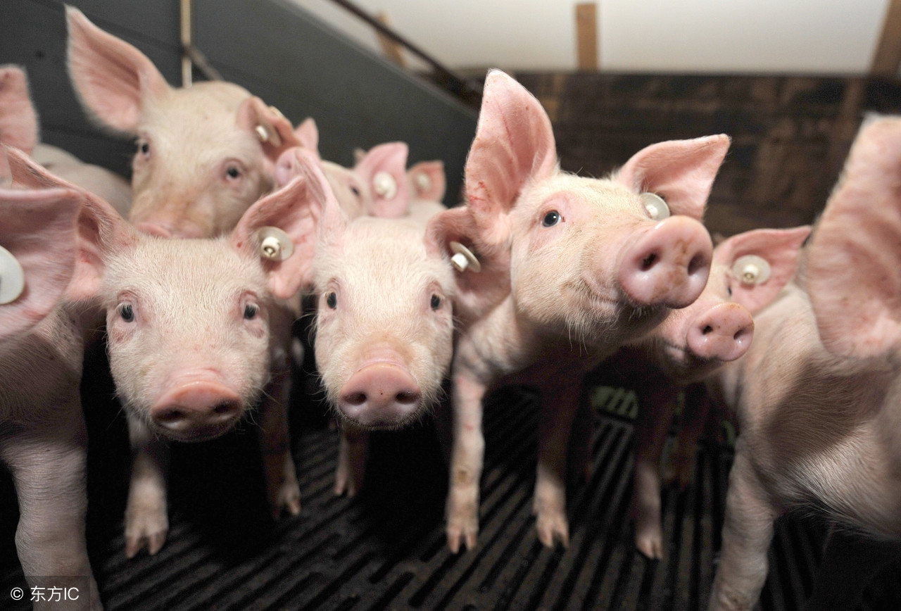 20斤左右的小猪拉稀是什么病,小猪出生几天拉稀死亡是什么原因