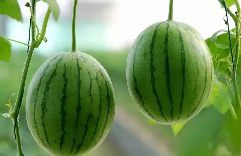 夏日吃西瓜，药物不用抓！西瓜几大功效和禁忌，了解一下