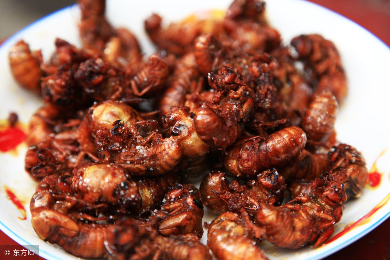 带皮金蝉和刚蜕皮的金蝉哪个营养,金蝉营养成分表