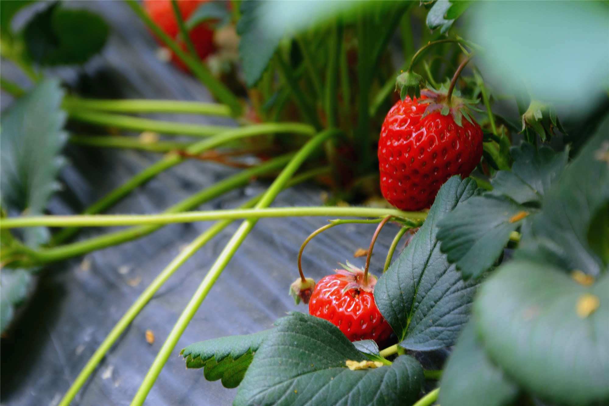 苏州的小桥流水在哪里,苏州比较不错的景点