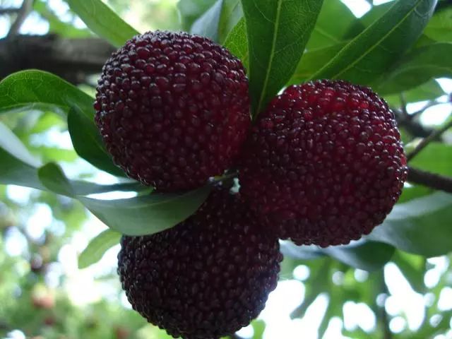 杨梅别只用清水洗教你正确方法,杨梅怎么吃是正确的方法