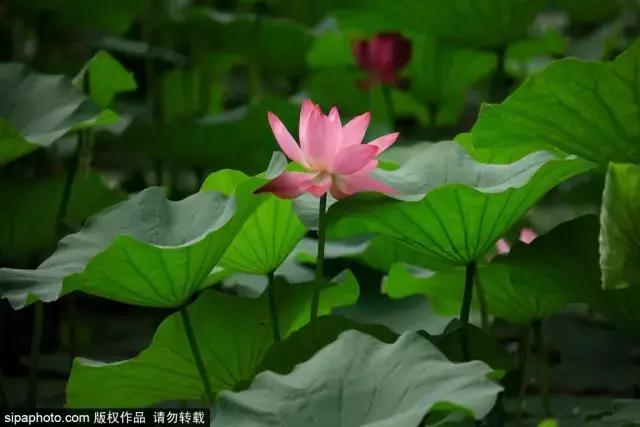 今日夏至愿所有的美好如夏而至,今日夏至留住一年中最诗意的时光