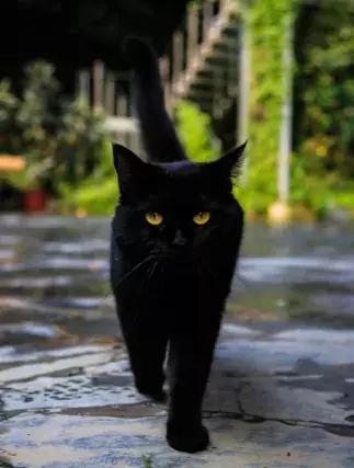 朱瞻基行乐图里射箭,朱瞻基行乐图里打高尔夫