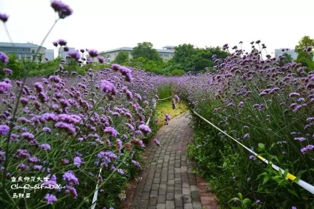 重庆耍事推荐,重庆耍事完整版