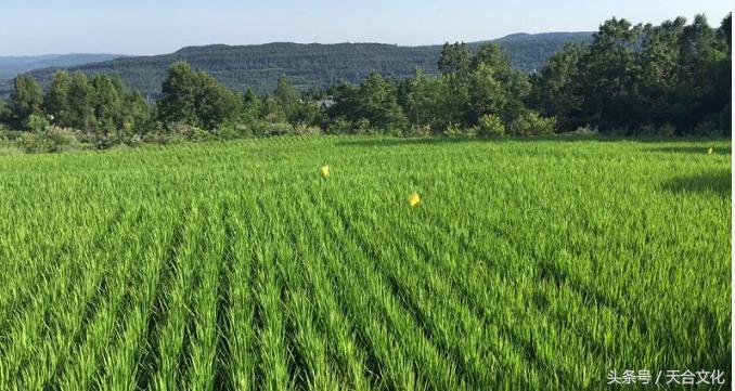 剑阁县：聚米成“塔”万里香