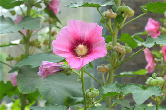 开封东南学区建设,开封市化建中学简介