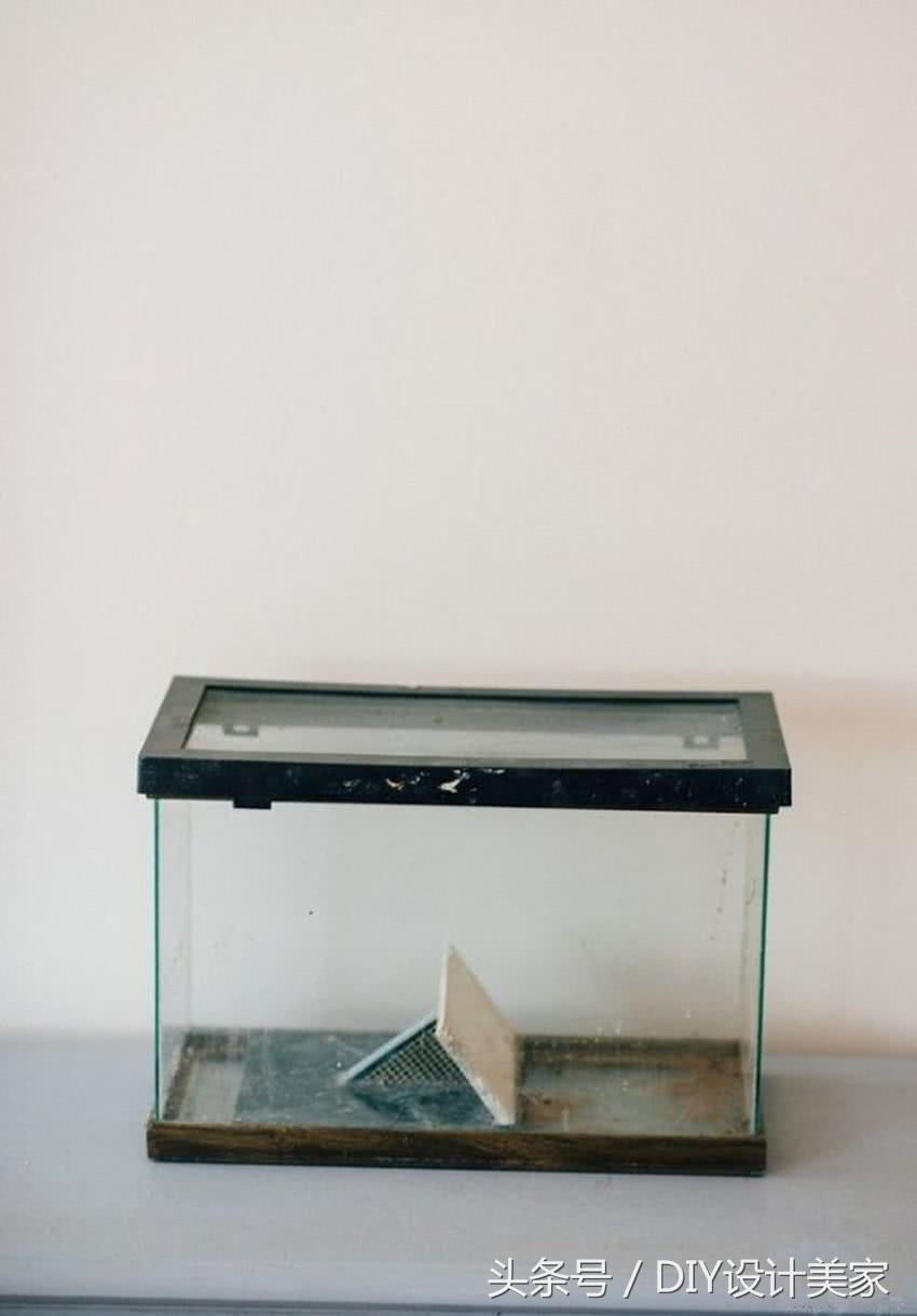 家里的旧鱼缸还可以养什么,废弃的鱼缸可以养花吗