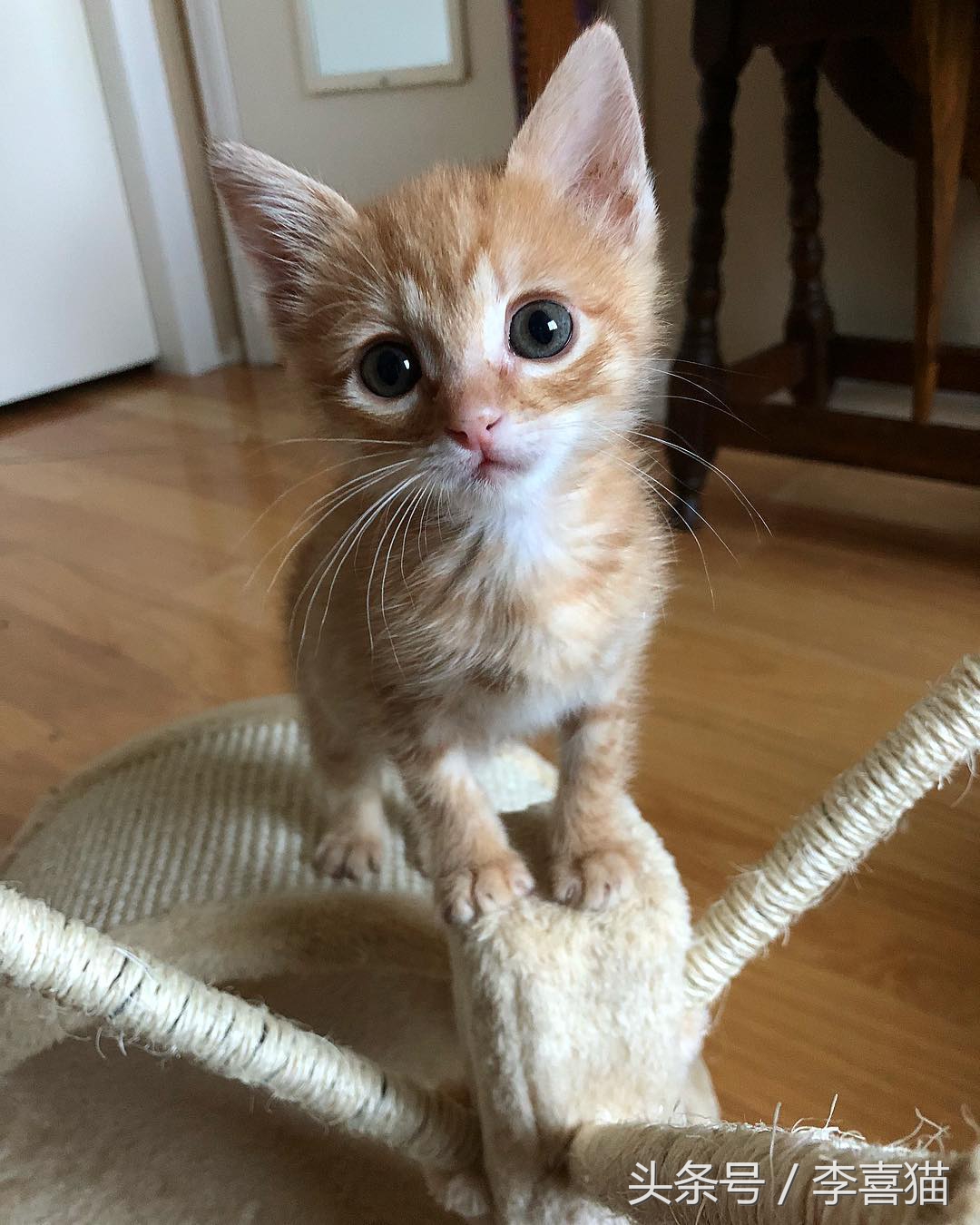 毛绒绒不咬人的宠物,除了猫狗之外的小宠物推荐一下