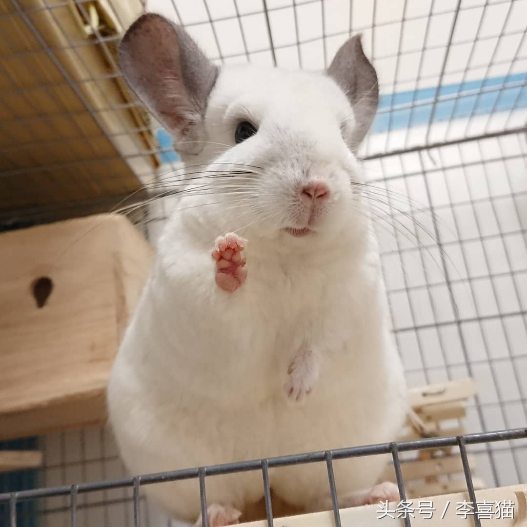 毛绒绒不咬人的宠物,除了猫狗之外的小宠物推荐一下