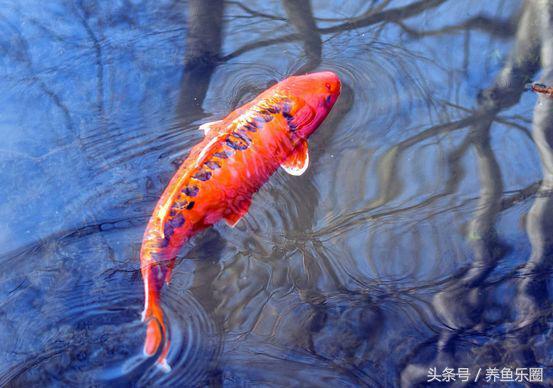 锦鲤池滤材可以反复使用吗,锦鲤池滤材清洗的正确方法