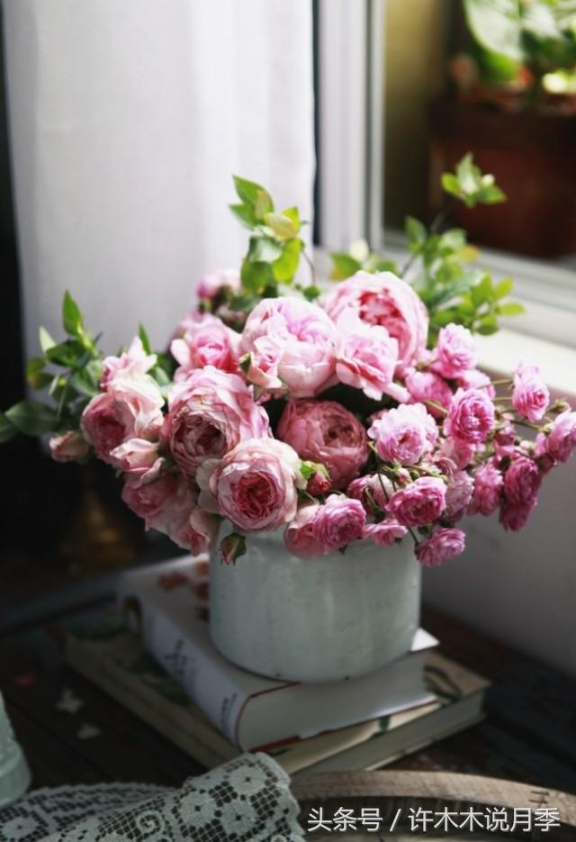 许木木说月季完整版,许木木说月季用药