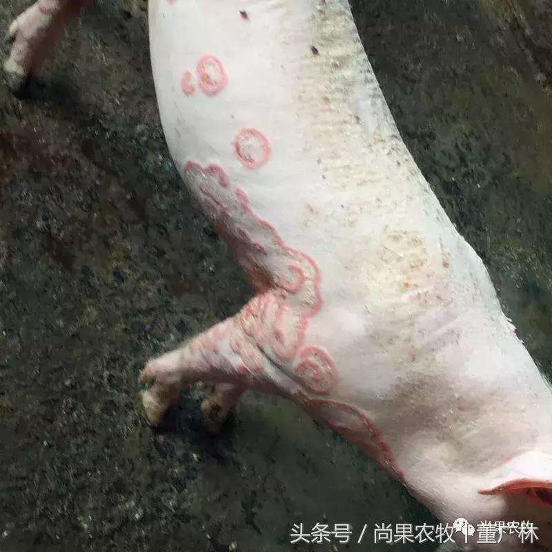 猪玫瑰糠疹病俗称什么病,猪得了玫瑰糠疹怎么办