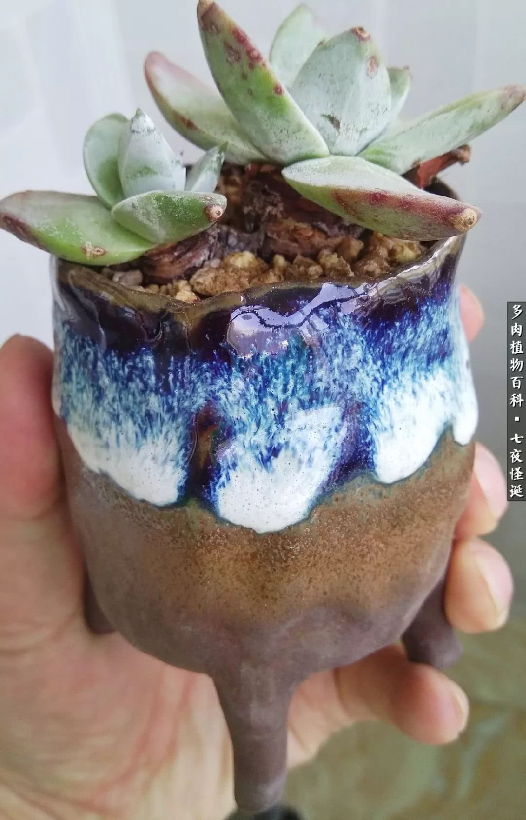 怎样做多肉盆手工,在家怎么制作多肉盆