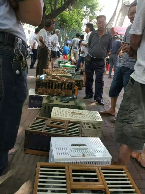 他在淘宝上专门“放鸽子”，还好评不断