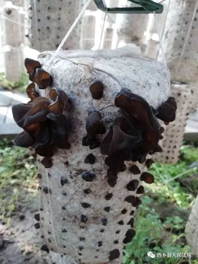 助力脱贫攻坚，鸳鸯池优质高山吊袋木耳等您品尝