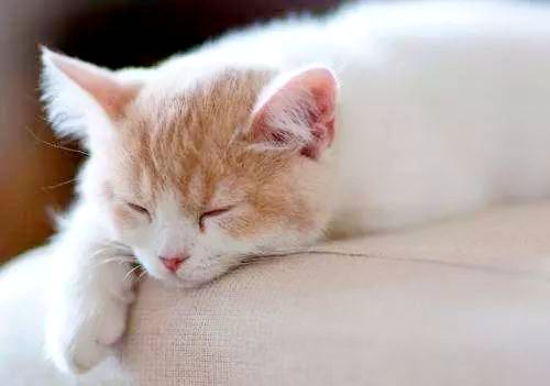 猫咪打喷嚏干呕吐不出来怎么回事,猫咪生病了吐了吃什么药