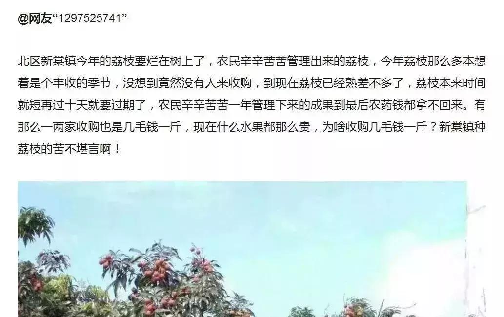 广西荔枝现在情况,广西荔枝最新情况