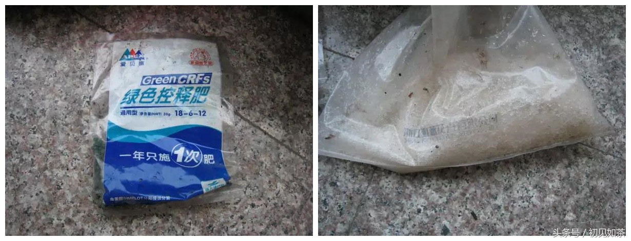 百合花盆栽的养殖方法,盆栽百合花养殖方法和技巧视频