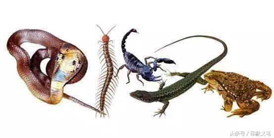 小孩被毒蜘蛛咬伤,小男孩被蜘蛛咬伤了