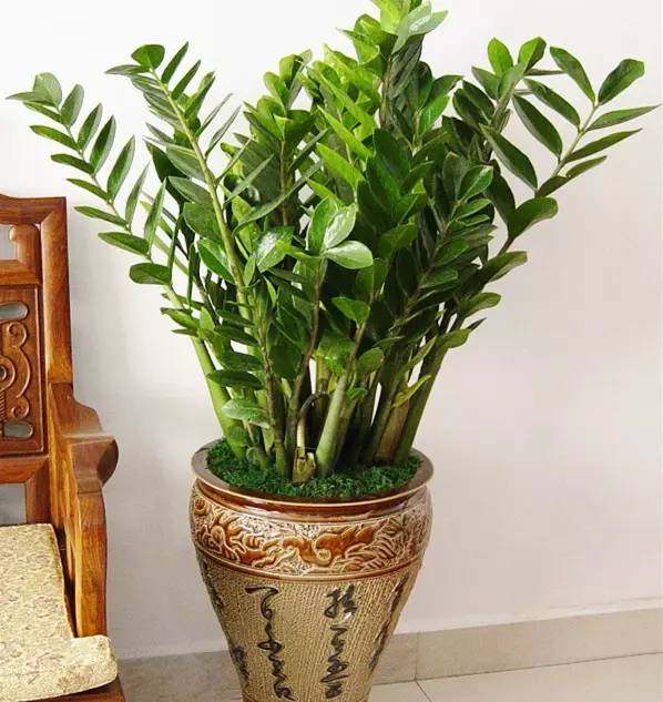 养花一定要养的3种植物,家庭养花应该注意哪些事项