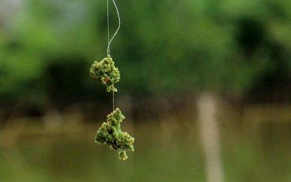 草鱼钓起来怎么老是漂着,草鱼如何钓不掉头