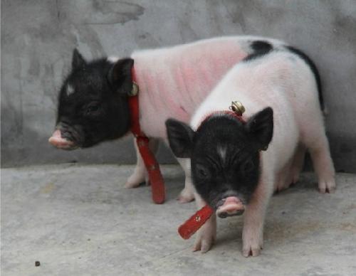 香猪好养吗,香猪养殖的益处