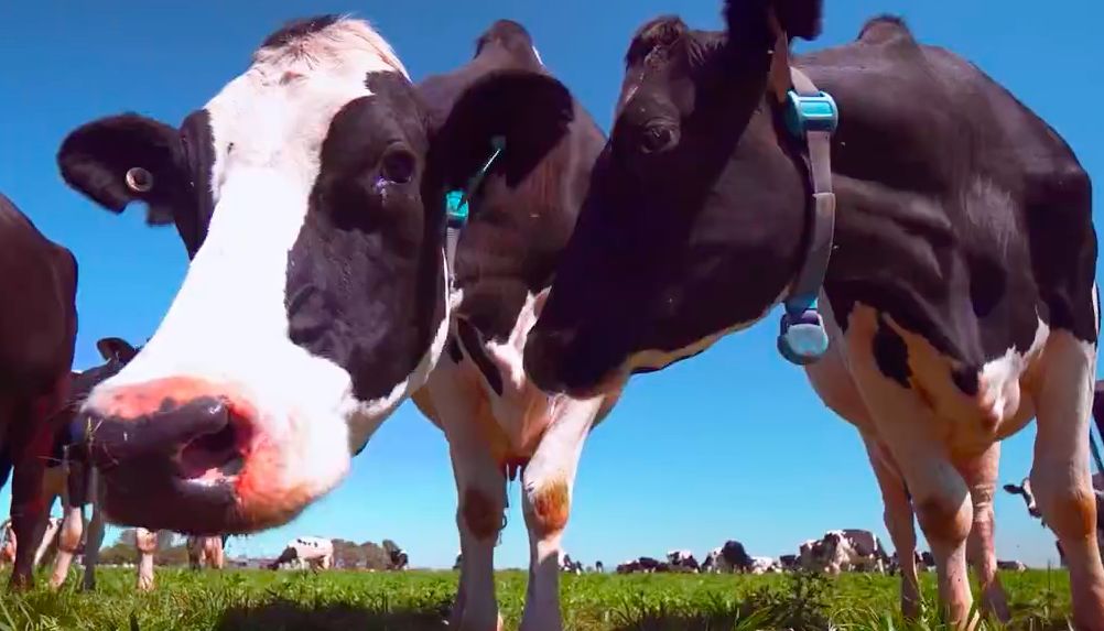 一条货架｜来自澳大利亚的“德运”奶粉；收起来只有巴掌大的拖鞋