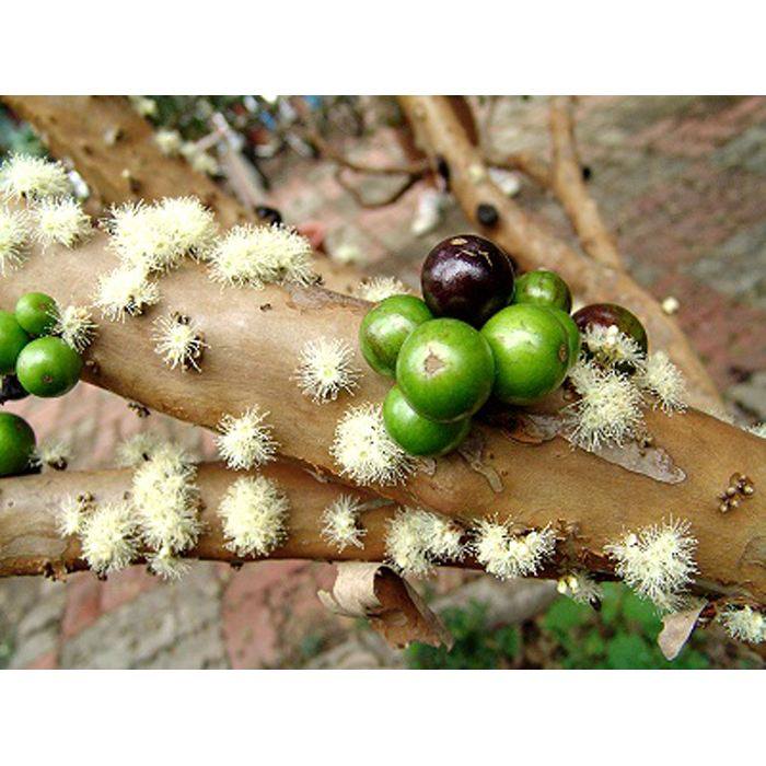 热带水果珍宝果,珍宝果属于什么水果