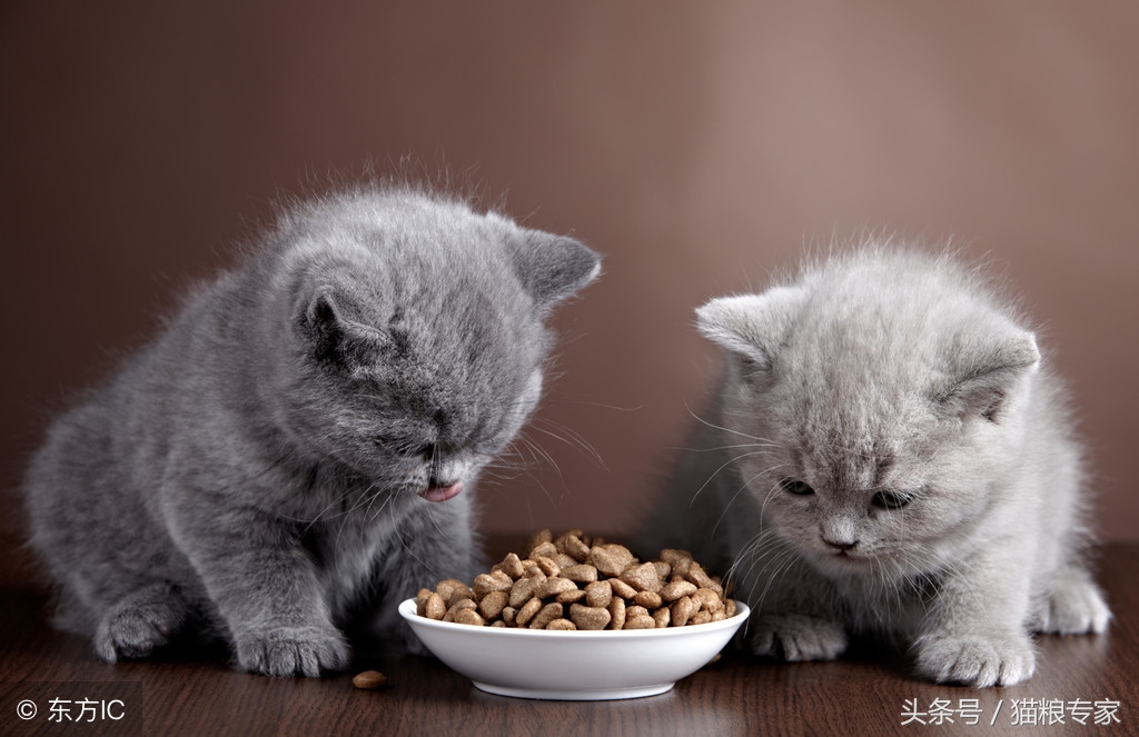 家中养猫需要留心的风水注意事项,养猫应注意哪些疾病会传染给人的