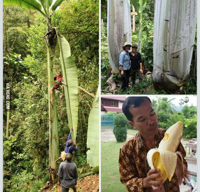 人类最早驯化的果树之一,人类培育的水果