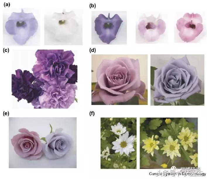 煮玉米会变色是什么情况,新鲜黑糯玉米会掉色染色吗