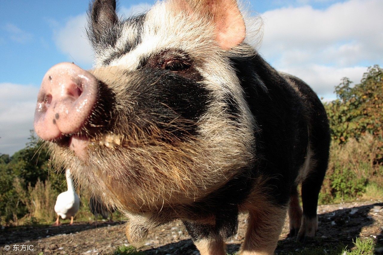 两张图教你学会把握母猪最佳配种时间，提高母猪产仔数！