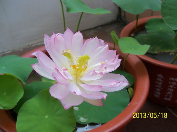 海碗养碗莲,四季开花碗莲生长全过程