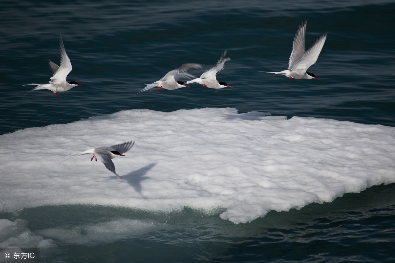 十点英语：《老人与海》中月下出海，梦境中美好画面，现实中惨淡