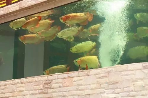 小型热带鱼的大致混养原则,新手热带鱼推荐混养