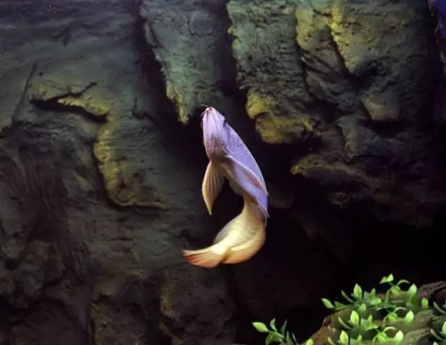 小型热带鱼的大致混养原则,新手热带鱼推荐混养