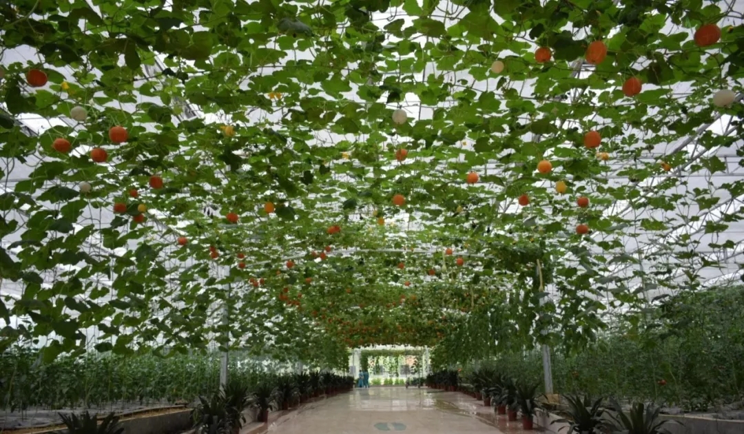 靠这些奇特“果果”也能致富？科技扶贫如有神助！