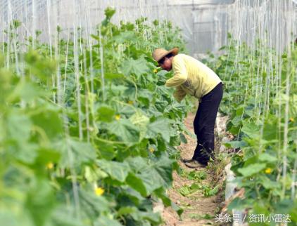 蔬菜哥最近视频,蔬菜哥生意