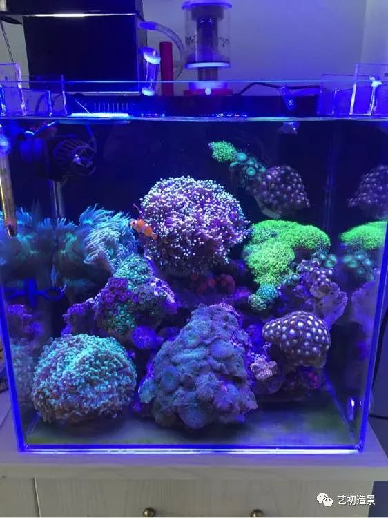 海缸方缸最合适的尺寸,超大海缸开缸教程新手入门