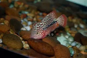 闆岄泟楸肩殑姝ｇ‘閰嶅鏂规硶,绉嶉奔濡備綍閰嶅