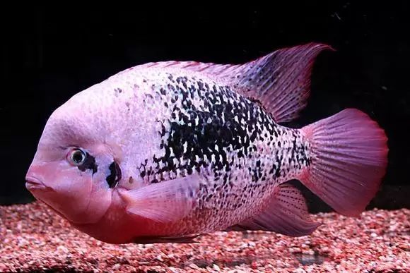 闆岄泟楸肩殑姝ｇ‘閰嶅鏂规硶,绉嶉奔濡備綍閰嶅