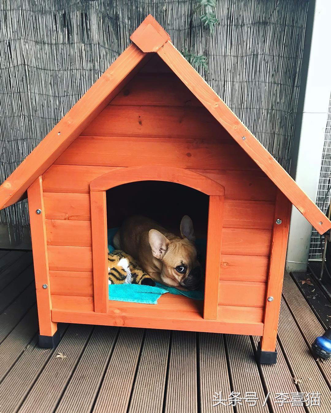 猫咪真的很喜欢欺负狗狗，就连汪星人舒适的小窝也要强行霸占