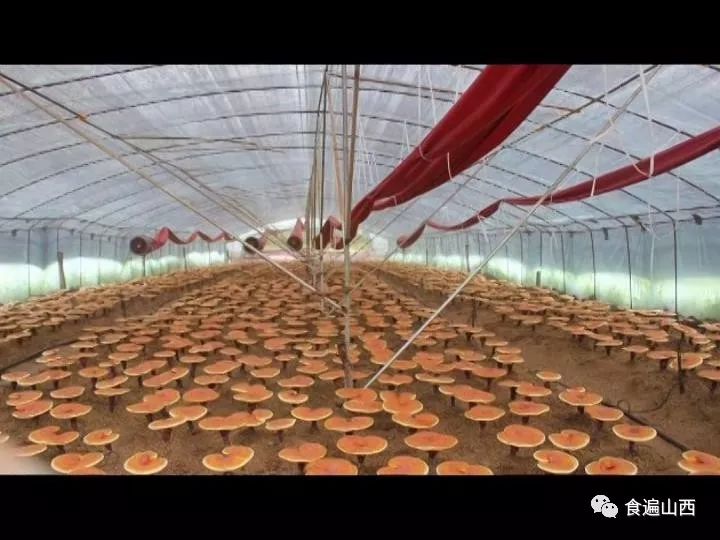 寿仙谷灵芝孢子粉价格,灵芝孢子粉有什么禁忌