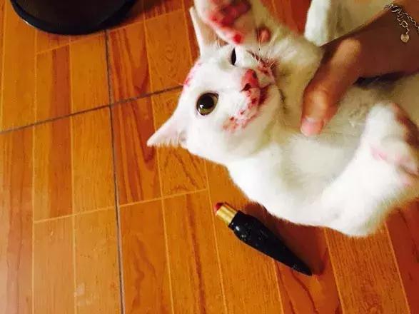 猫咪对主人发狠攻击状态怎么办,猫咪对主人发狠攻击可以打吗