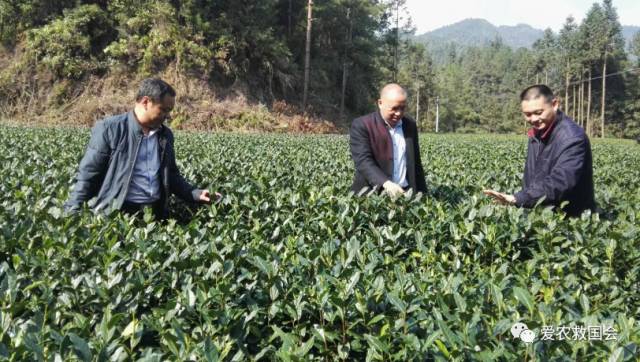 干旱天气对茶叶的影响,高温干旱对茶树的影响