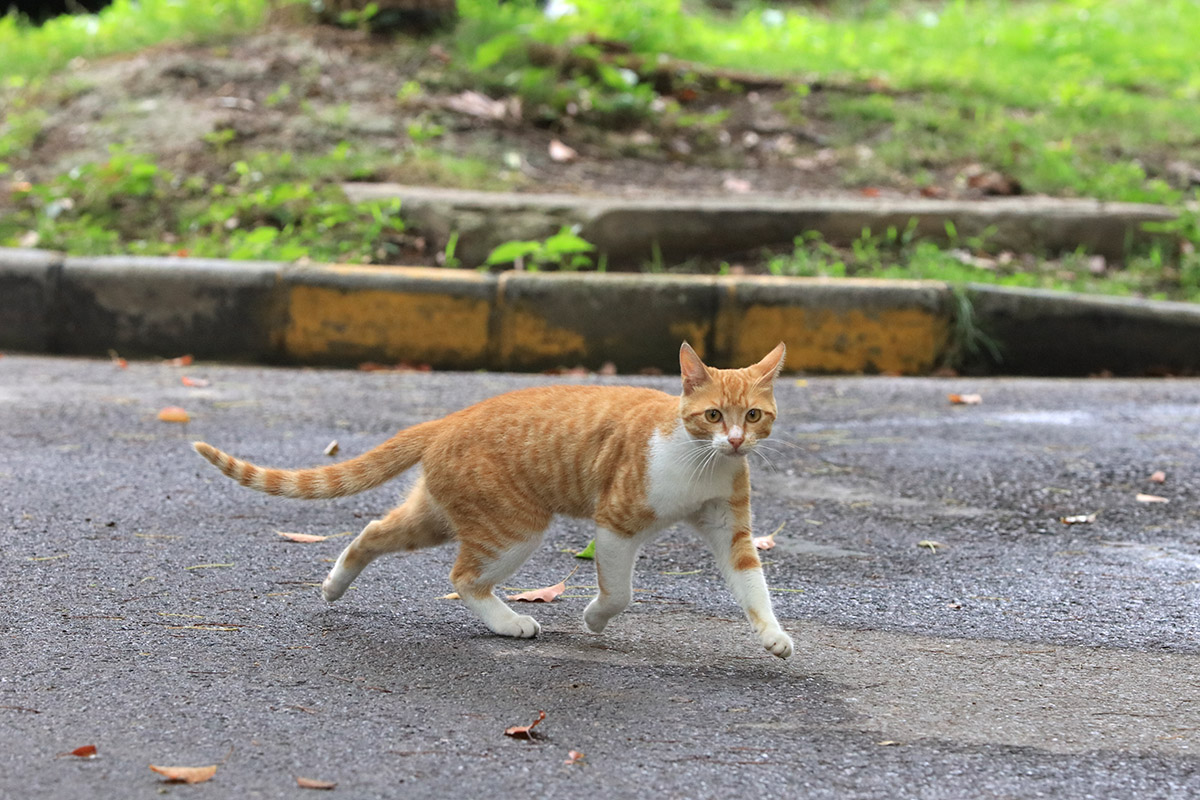 佳能ef70-200爱思小白兔功能介绍,佳能ef70-200mmf4l二代