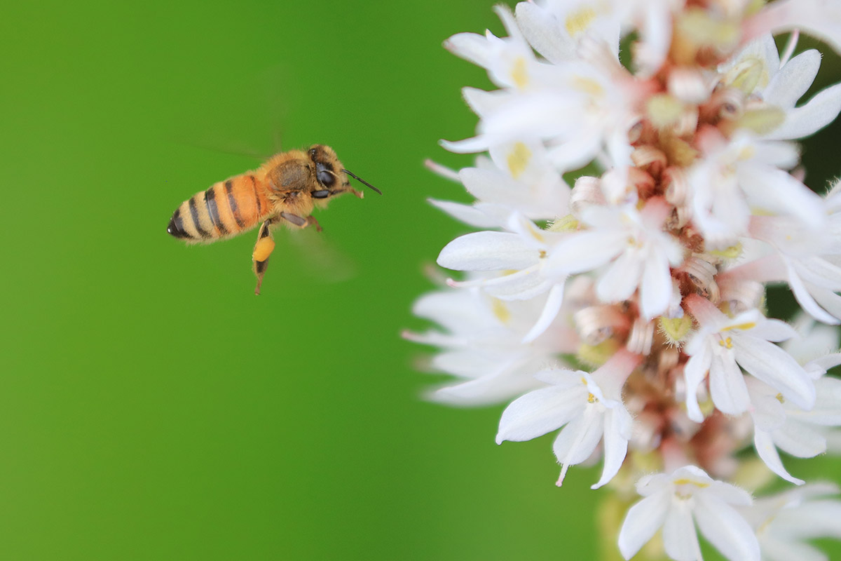 佳能ef70-200爱思小白兔功能介绍,佳能ef70-200mmf4l二代