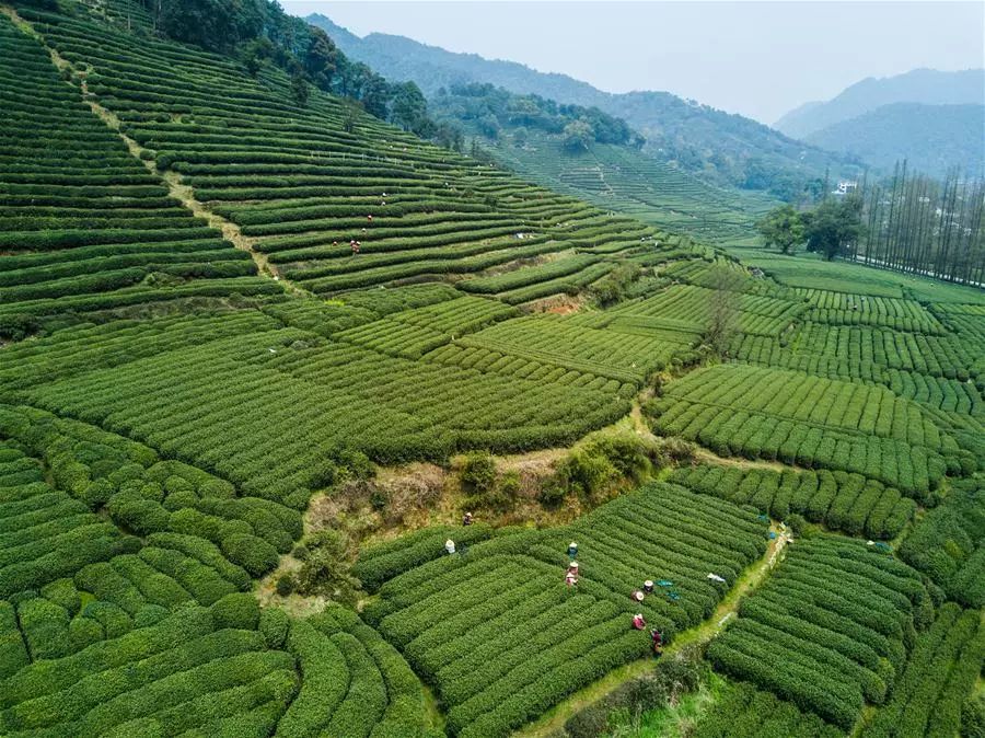 茶香四溢的中国十大名茶,中国最好的10款茶