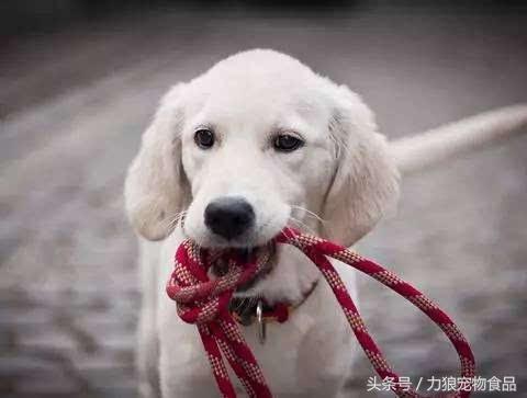 遛狗不牵绳那就别遛狗,铲屎官遛狗牵绳