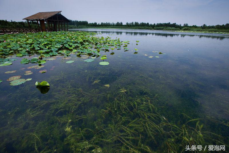 江苏溱湖国家湿地公园,江苏溱潼湿地公园